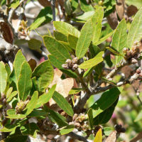 Quercus vaccinifolia