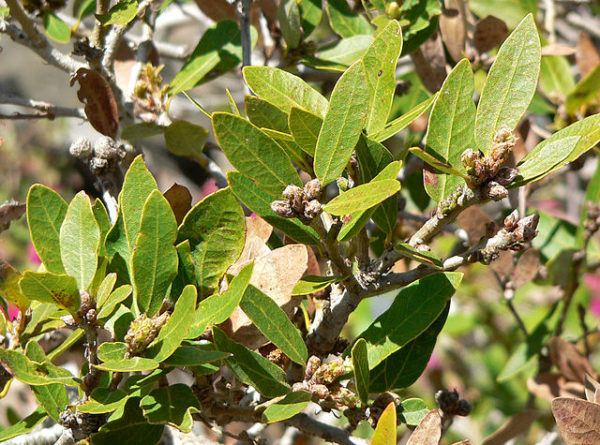 Quercus vaccinifolia