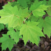 Acer rubrum