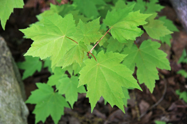 Acer rubrum