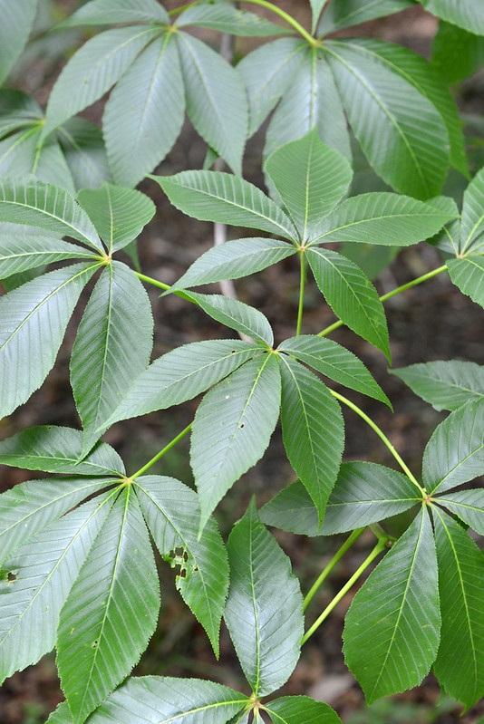 Aesculus flava