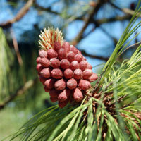 Pinus engelmannii