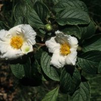 Stewartia koreana