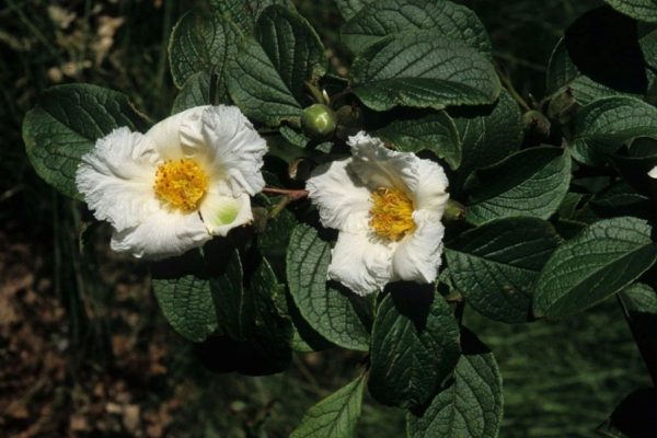 Stewartia koreana