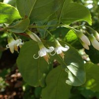 Styrax dasyanthus