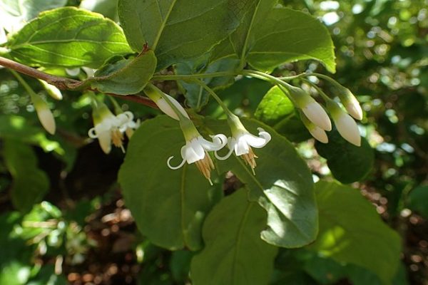 Styrax dasyanthus