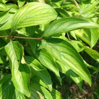 Cornus mas