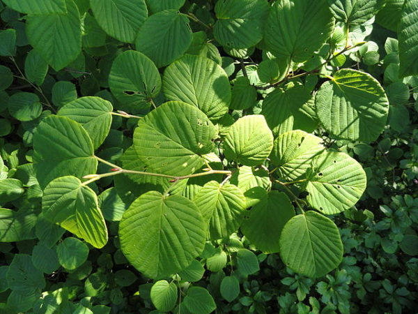 Corylopsis spicata