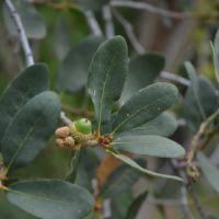 Quercus engelmannii