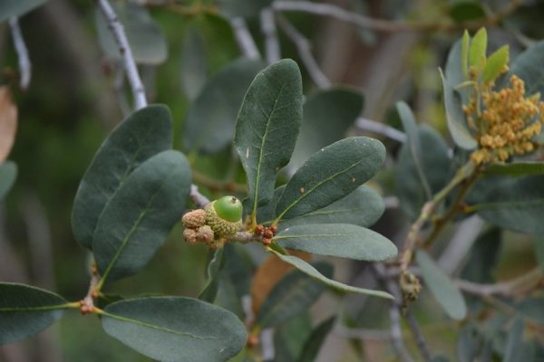 Quercus engelmannii