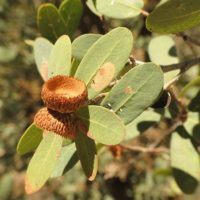 Quercus oblongifolia