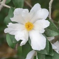 Camellia oleifera