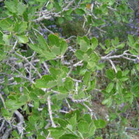 Quercus berberidifolia