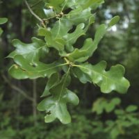Quercus margarettae - Chêne des sables nain