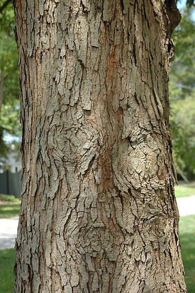 Quercus oglethorpensis