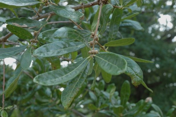 Quercus oglethorpensis