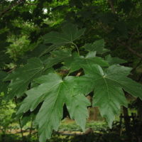 Acer diabolicum