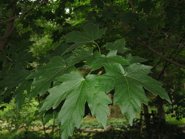 Acer diabolicum