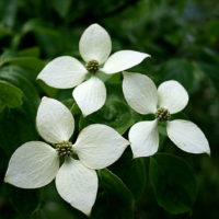 Cornus kousa chinensis