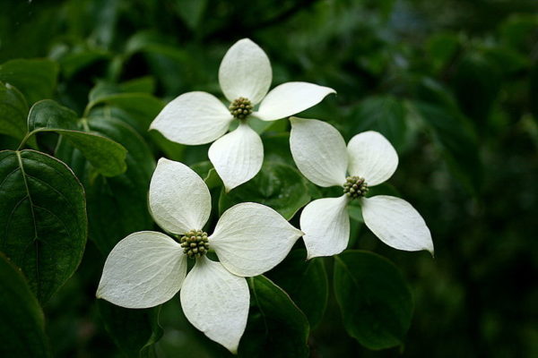 Cornus kousa chinensis