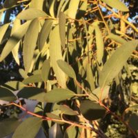 Eucalyptus niphophila