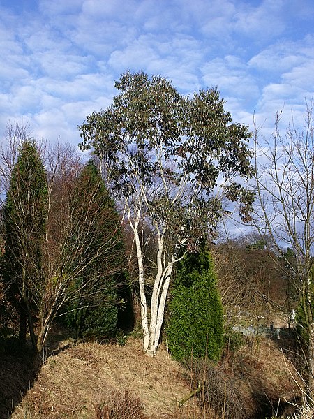 Eucalyptus niphophila