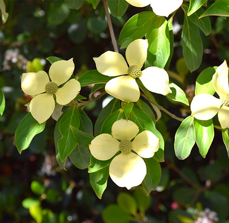 Florama - cornus capitata