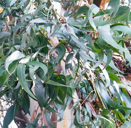Florama - eucalyptus viminalis