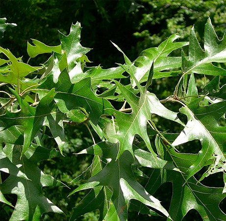 Florama - quercus velutina