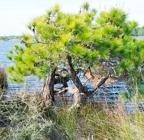 Florama - pinus elliotti