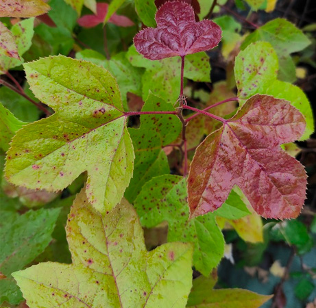 Florama - liquidambar formosana