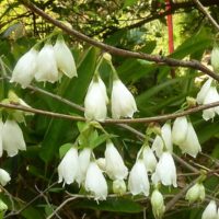 Halesia carolina