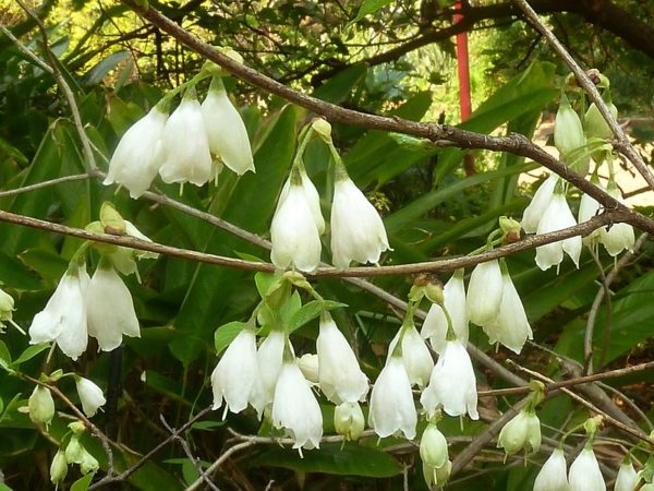 Halesia carolina