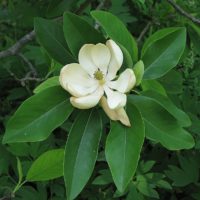 Magnolia virginiana