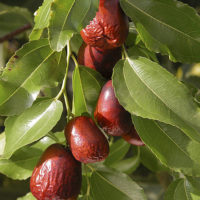 Ziziphus jujuba