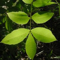 Carya floridana