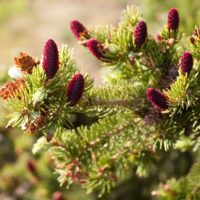 Picea engelmannii