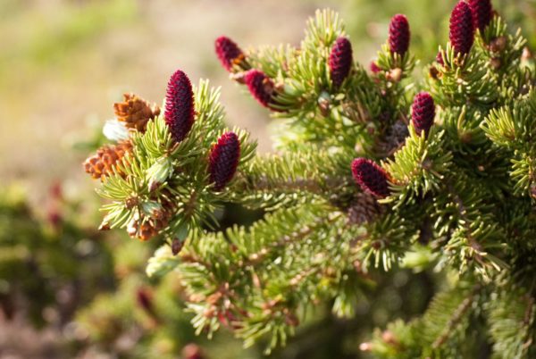 Picea engelmannii