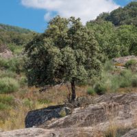 quercus ilex ballota