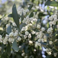 Acacia melanoxylon