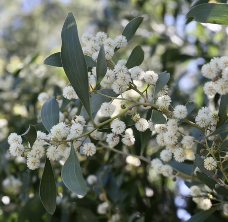 Acacia melanoxylon