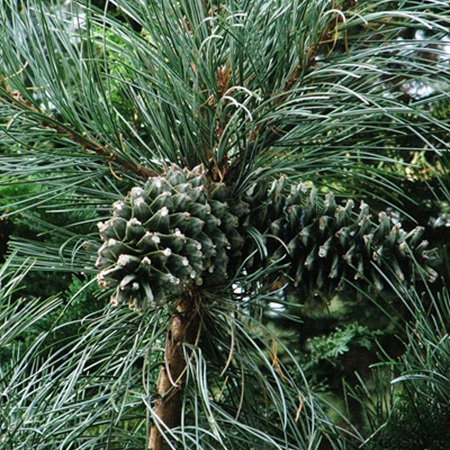 Pinus koraiensis