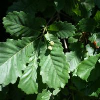 Quercus hartwissiana