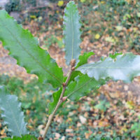 Quercus trojana
