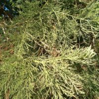 Sequioadendron giganteum - Sequoia géant