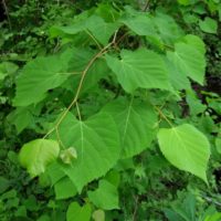 Tilia amurensis