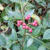 Zanthoxylum bungeanum - Poivrier du Sichuan